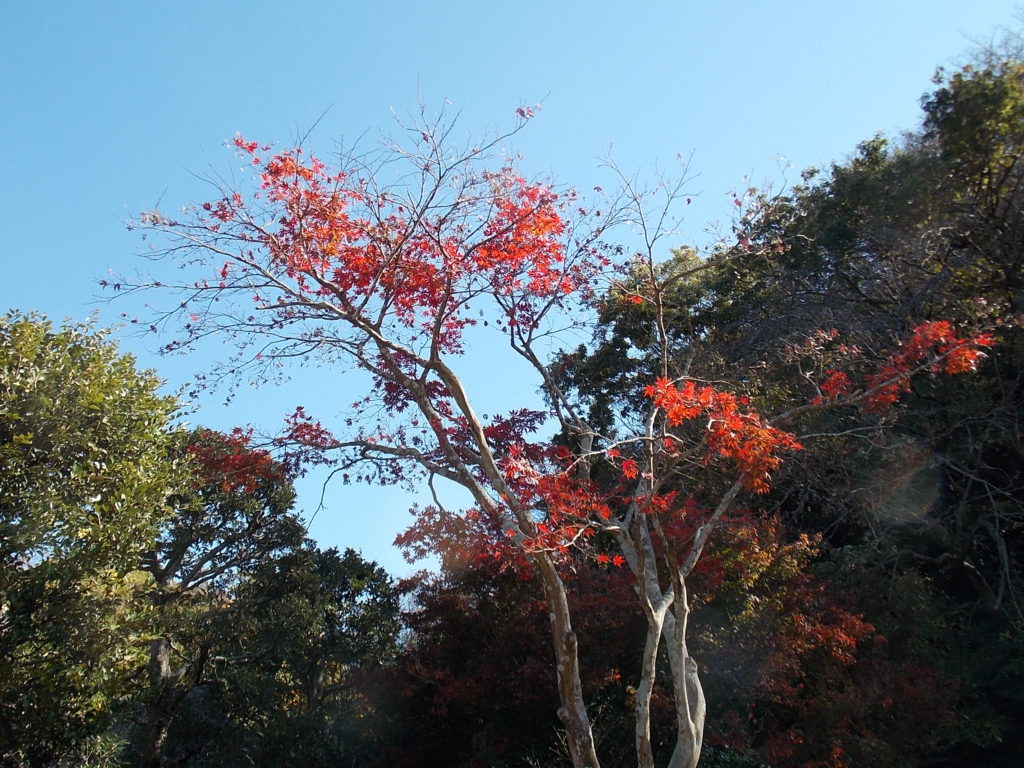 新林紅葉