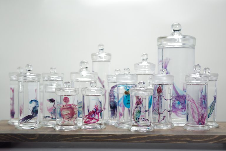 ワークショップを通じて生命の神秘を知る!奥深き「透明標本」の世界