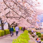 桜並木を歩く人