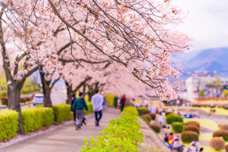 秦野は自然豊かな神奈川のオアシス。気になる土地の価格相場や住みやすさを解説 桜並木を歩く人